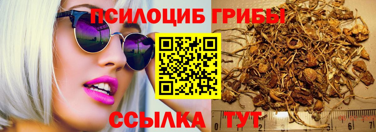 Псилоцибиновые грибы Psilocybe Елизово